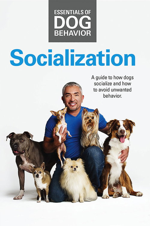 Movie poster for Essentials of Dog Behavior: Socialization (2014)