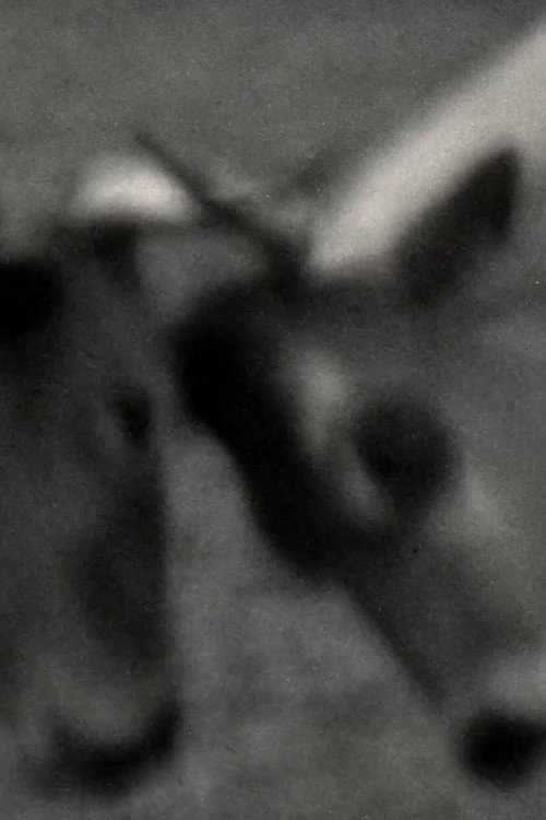 Movie poster for Videogramas #5 (2022)