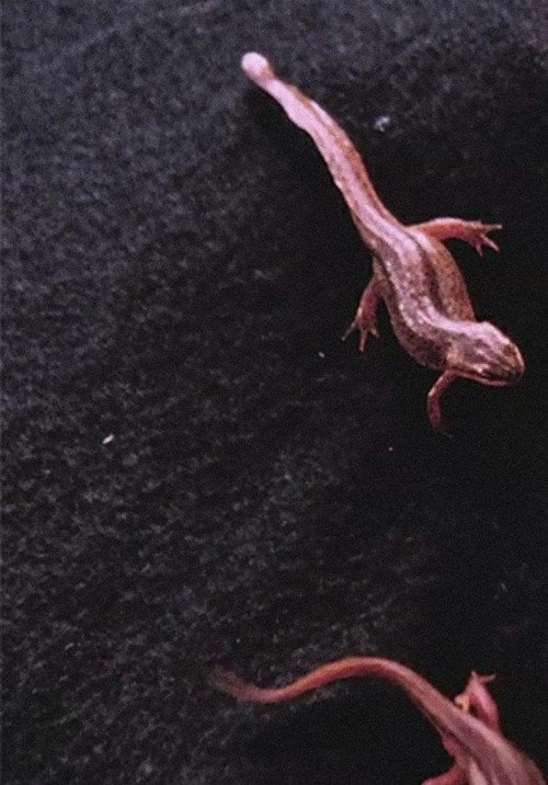 Movie poster for Newt Pauses (2016)