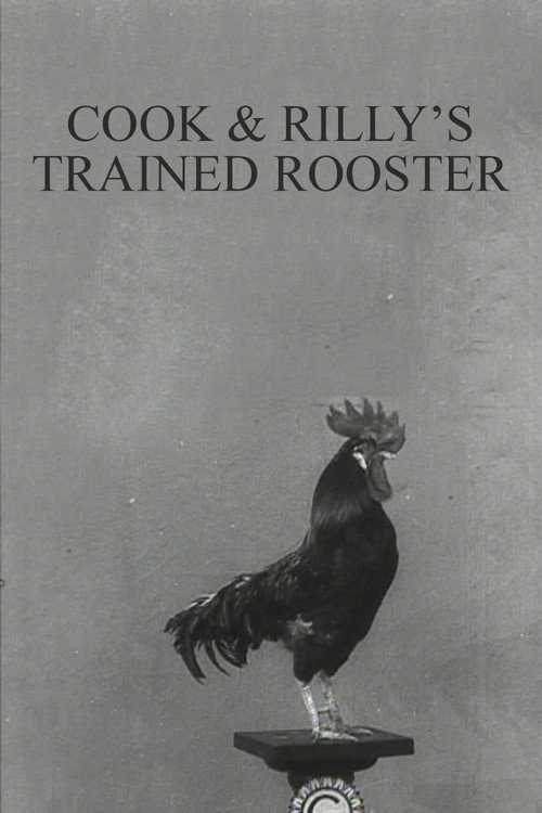 Movie poster for Cook & Rilly's Trained Rooster (1910)