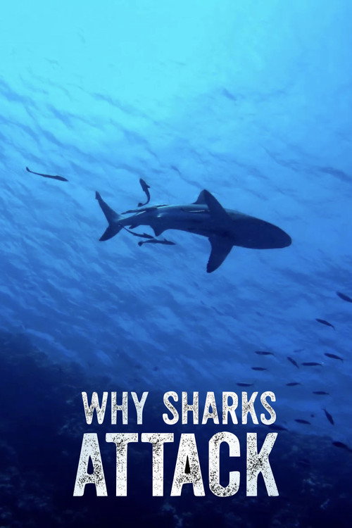 Movie poster for Why Sharks Attack (2023)