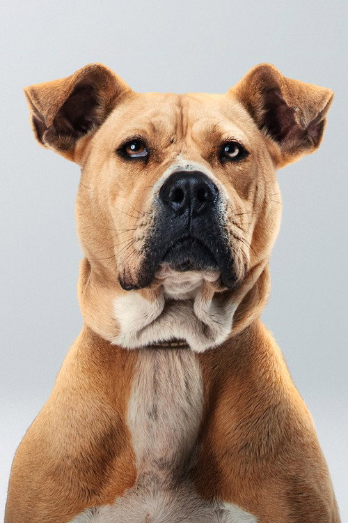 Photo of Bal, Acting