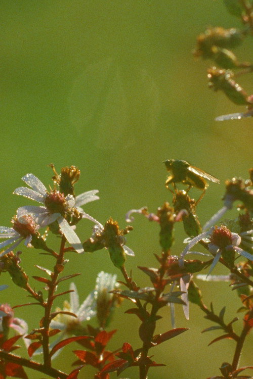 Movie poster for A Flower