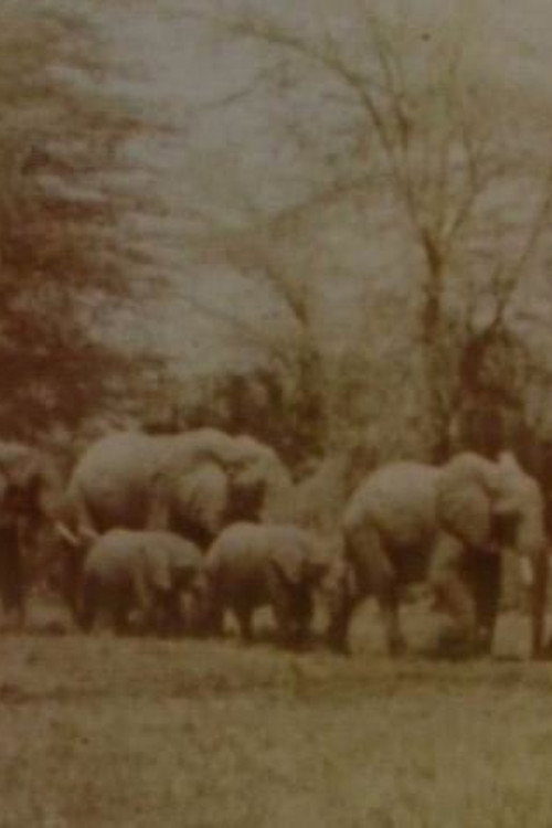Movie poster for Elephants' Test (2005)