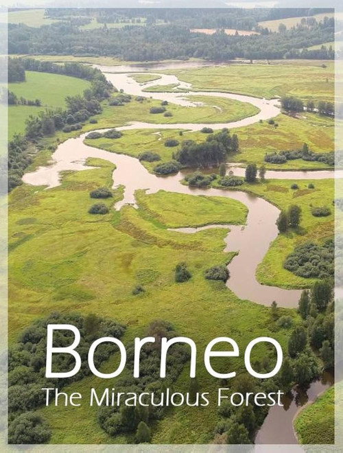 Movie poster for Bornéo, la forêt miraculée (2025)