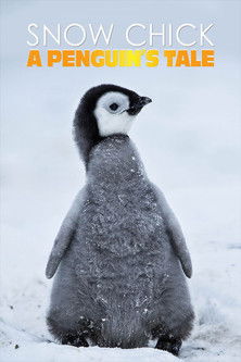 Movie poster for Snow Chick - A Penguin's Tale (2015)
