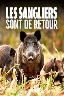 Movie poster for Wild Boar: The Comeback (2020)