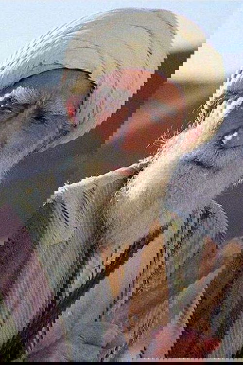 Parviz Shahinkhou profile