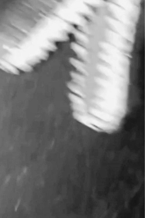 Movie poster for Dinosaur Farm B&W (2025)