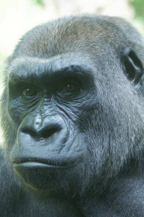 Photo of Triska, Acting