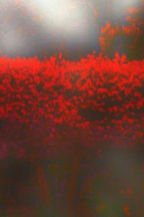 Movie poster for Burning Bush (2010)