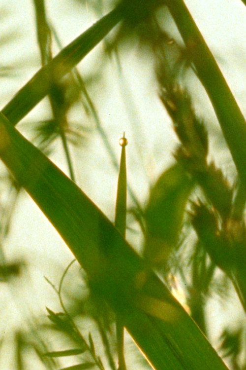 Movie poster for A World of Dew (2024)