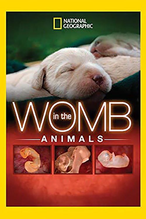 Movie poster for In The Womb: Animals (2006)