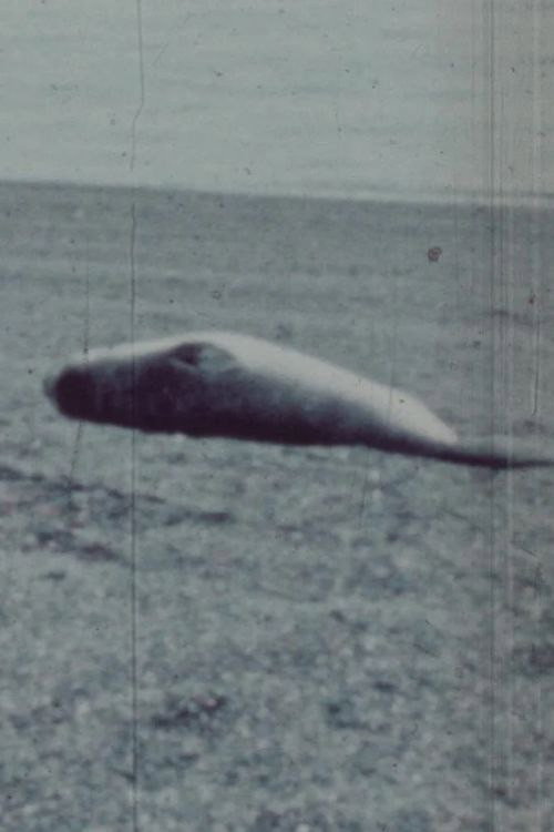 Movie poster for Patagonia (1977)