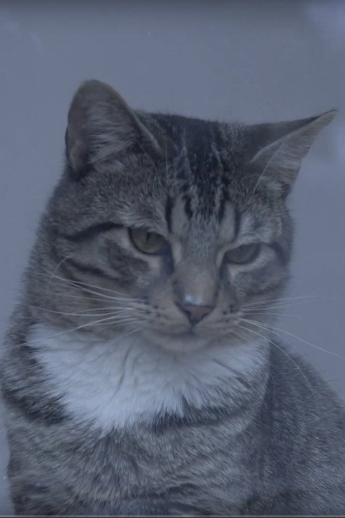 Movie poster for A Day at the Cat Cafe (2019)