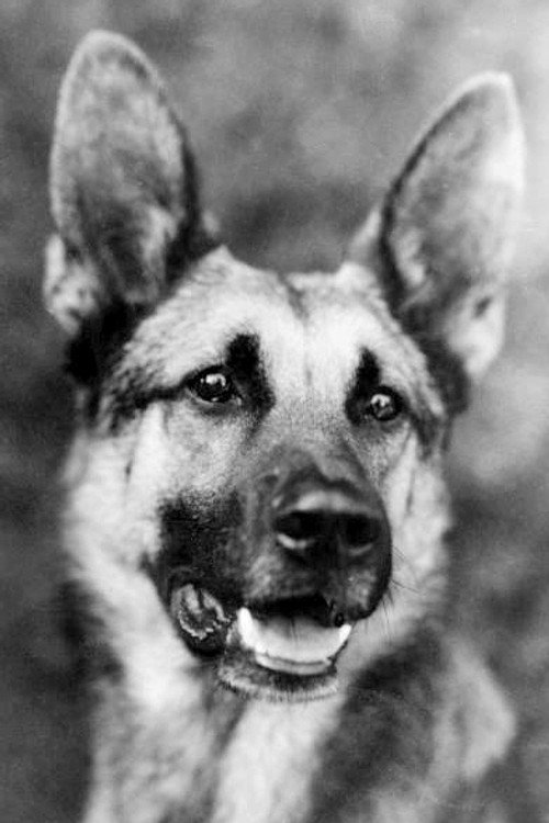 Photo of Strongheart, Acting