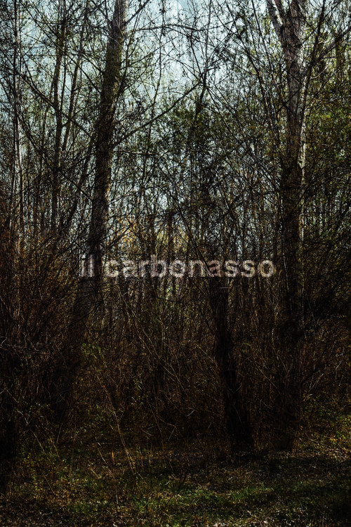 Movie poster for il carbonasso (2021)