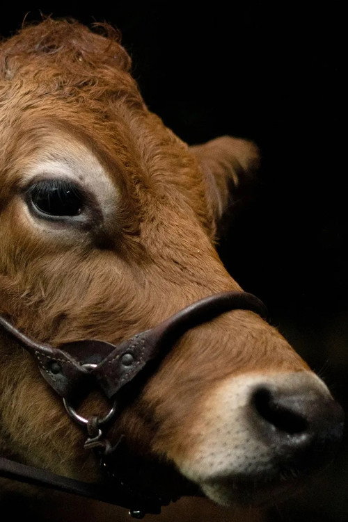 Movie poster for A Feeling of Home: The Making of First Cow (2020)