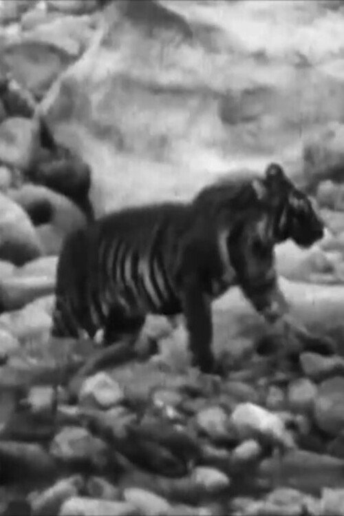 Movie poster for Wandering Tigers in North India (1935)