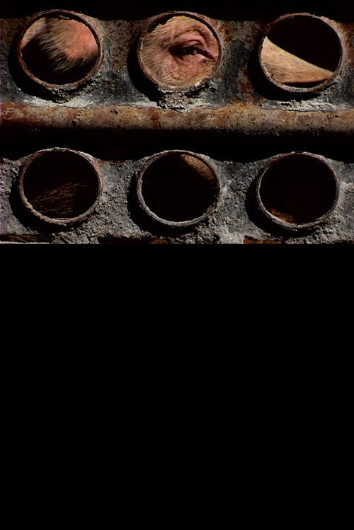 Movie poster for Pigs (2010)
