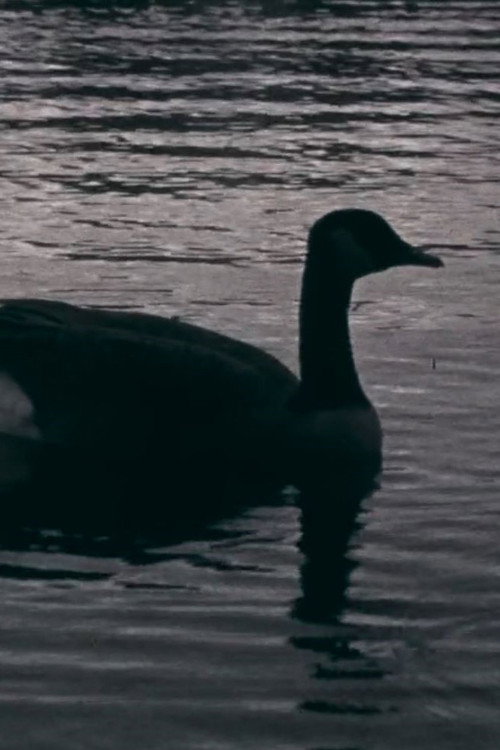 Movie poster for Fowl Play (2018)