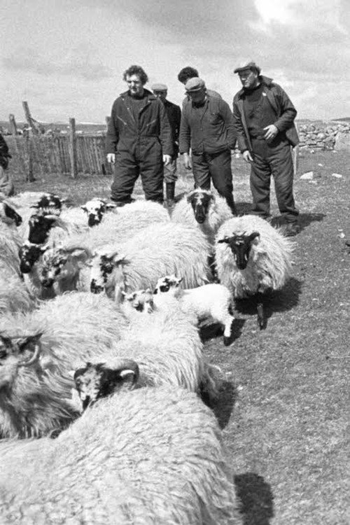 Movie poster for The Shepherds of Berneray (1981)