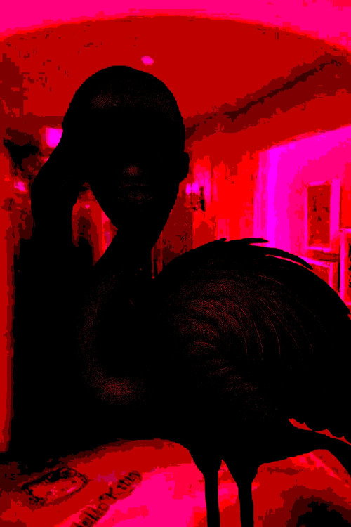 Movie poster for Flamingo