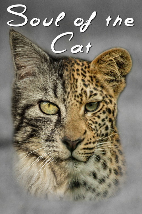 Movie poster for Soul of The Cat (2017)