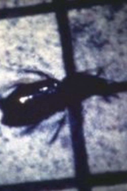 Movie poster for INSECT (1983)