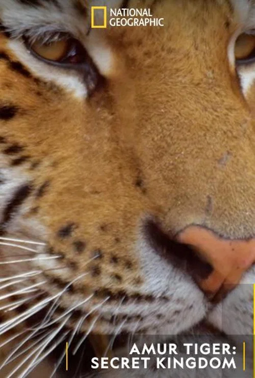 Movie poster for Siberian Tiger, The Secret Kingdom (2023)