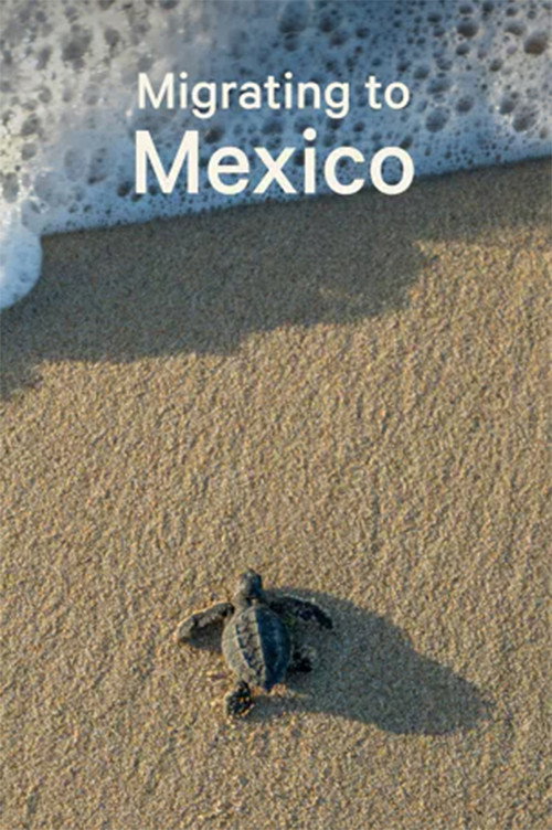 Movie poster for Migrating to Mexico (2020)