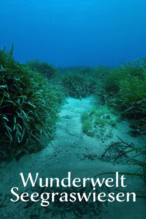 Movie poster for Wunderwelt Seegraswiesen Klimaretter, Kinderstube, Küstenschutz (2024)
