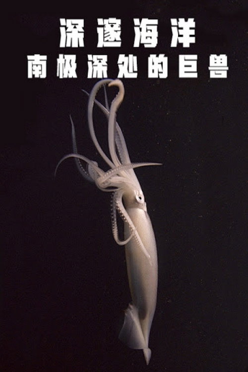 Movie poster for Deep Ocean: Giants of the Antarctic Deep (2018)