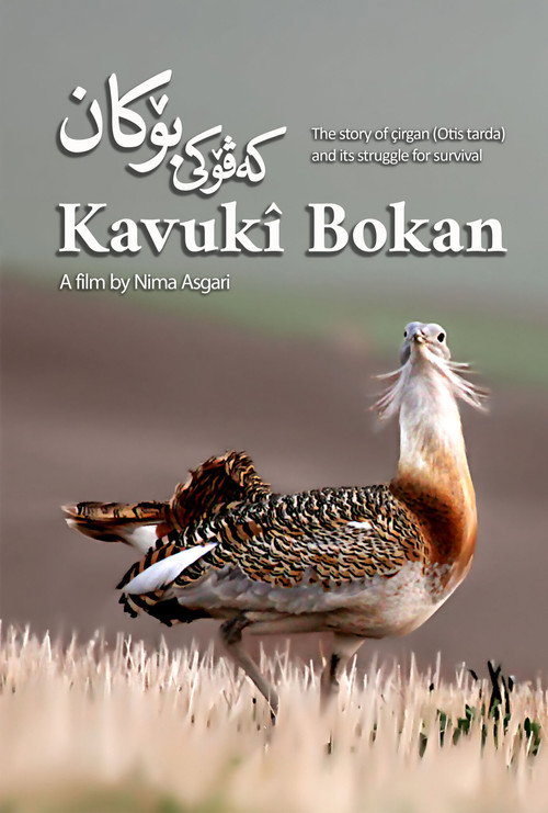 Movie poster for Kavukî Bokan (2024)
