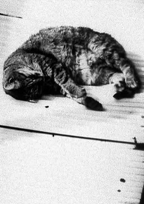 Movie poster for Cat (1998)