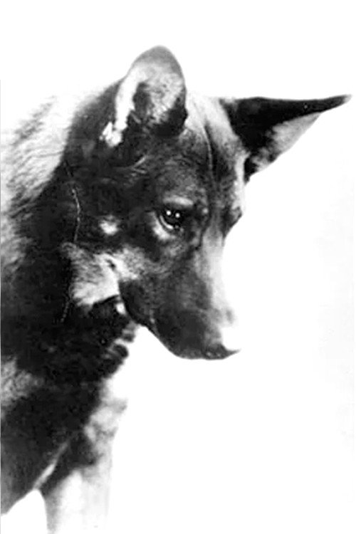 Photo of Rin-Tin-Tin, Acting
