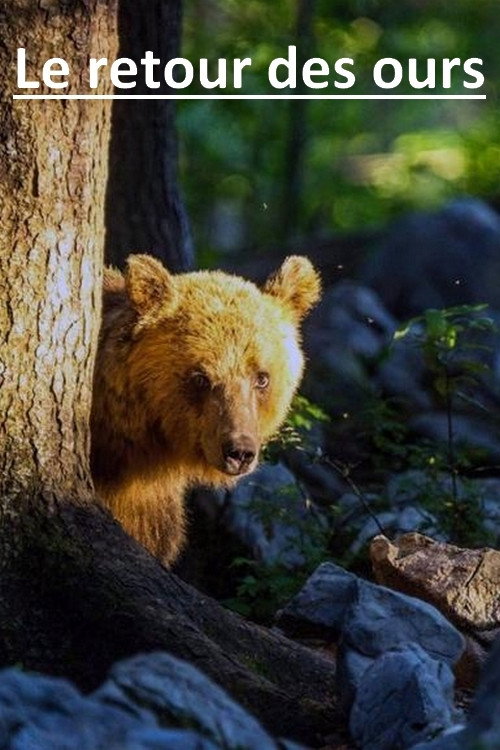 Movie poster for The Return of the Bears (2019)