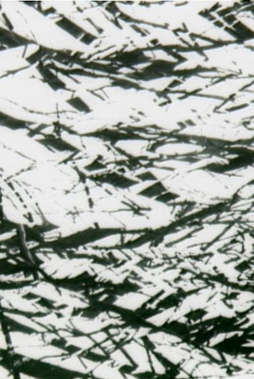 Movie poster for Tree Lines (2009)