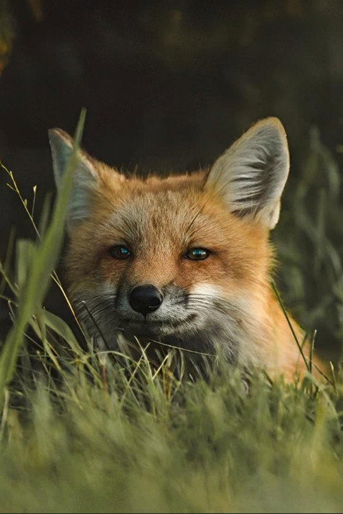 Movie poster for The Fox (1964)