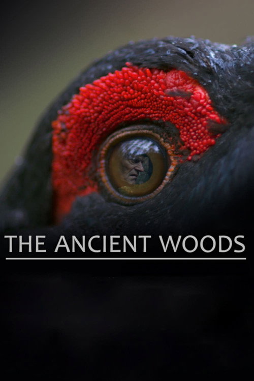 Movie poster for The Ancient Woods (2018)