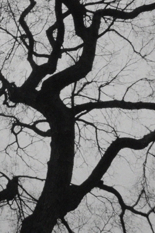 Movie poster for The Tree (2019)