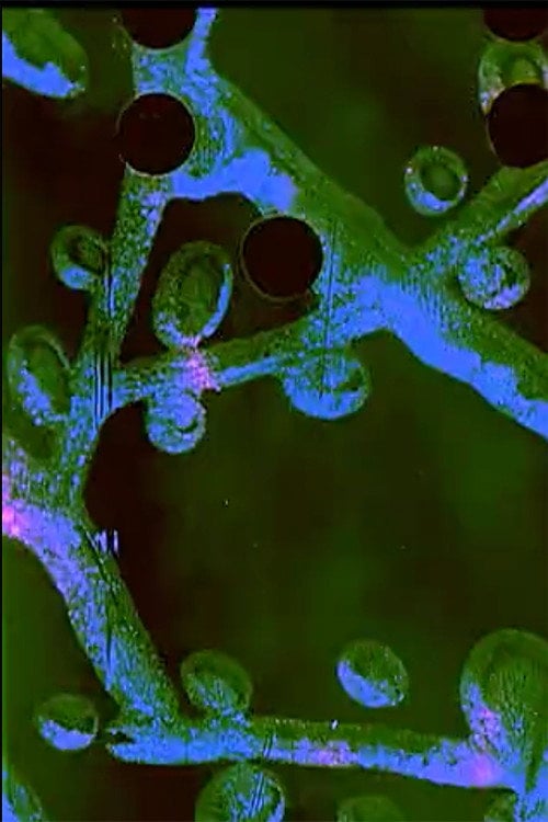 Movie poster for A Prone Moth (2010)
