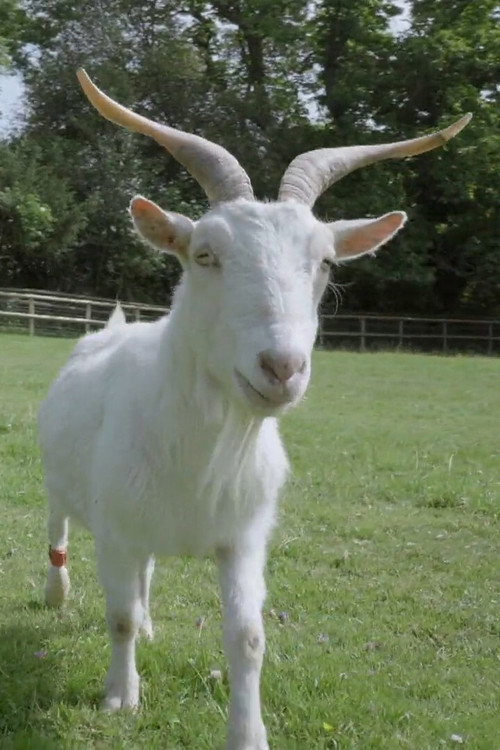 Movie poster for Smart as a Goat (2019)