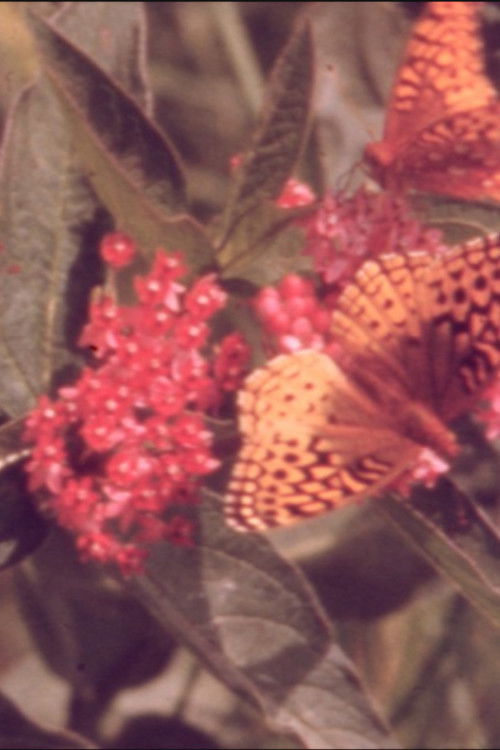 Movie poster for Summer (1970)