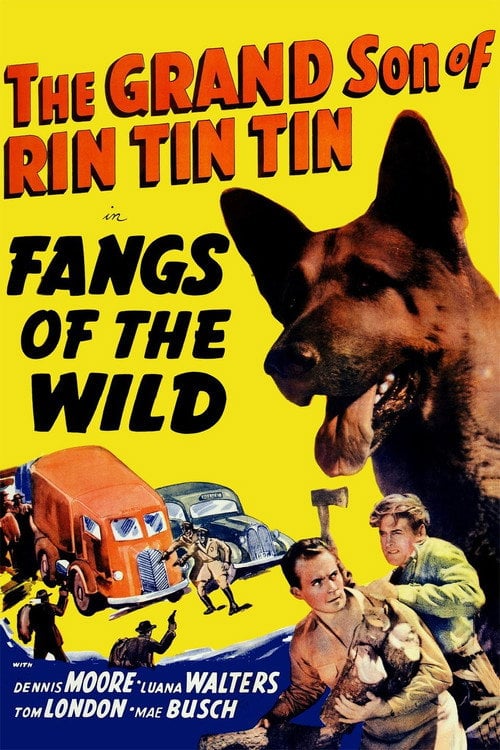 Movie poster for Fangs of the Wild (1939)