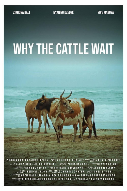 Movie poster for Why The Cattle Wait (2024)