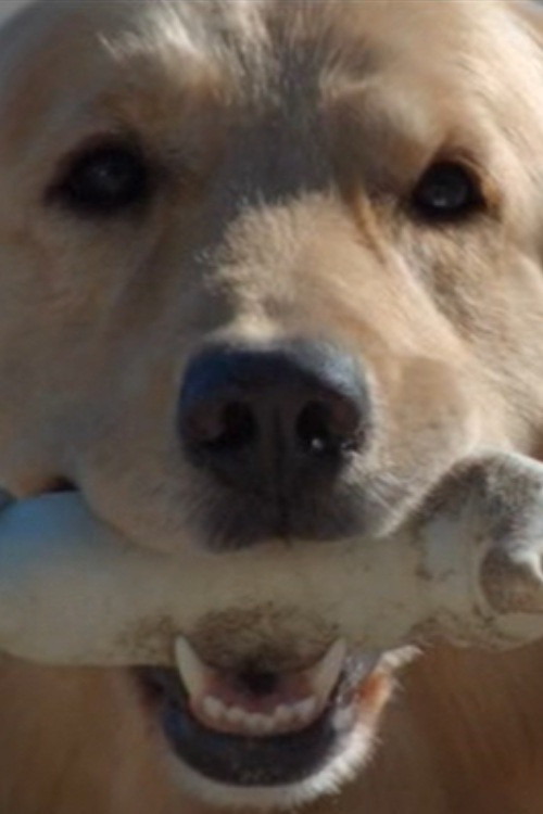 Movie poster for Good Boy (2011)