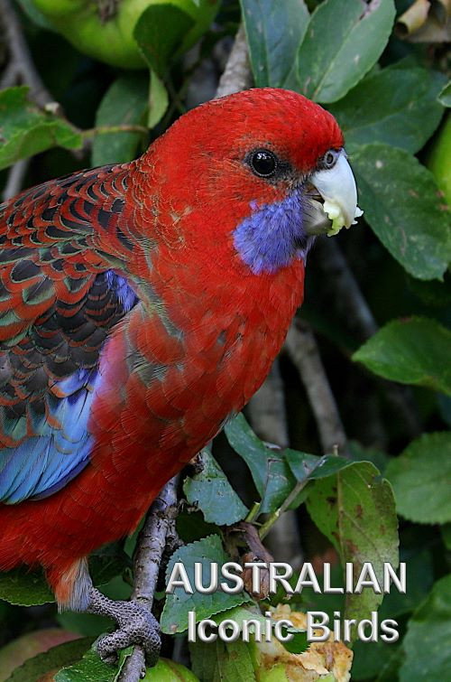 Movie poster for Australian Iconic Birds (2021)