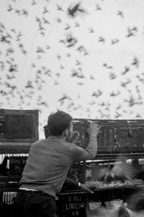 Movie poster for Birds (1963)