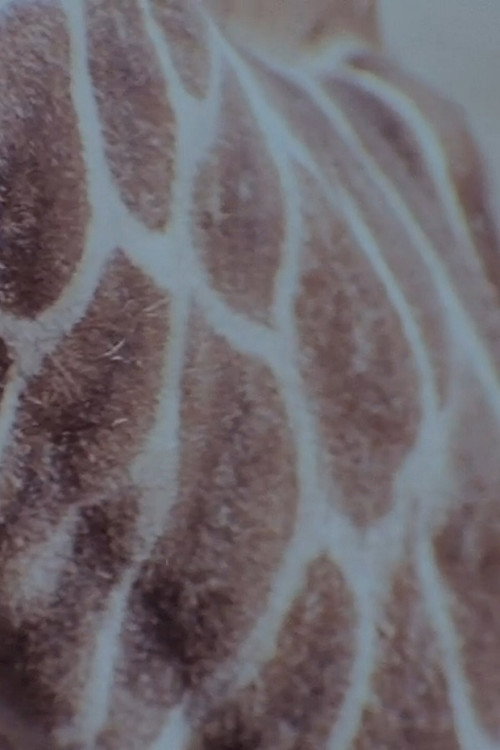 Movie poster for Speckled Flare (2012)